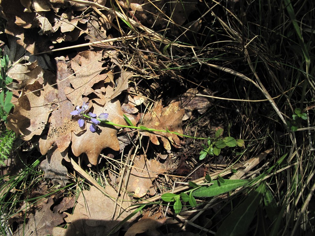 Polygala calcarea
